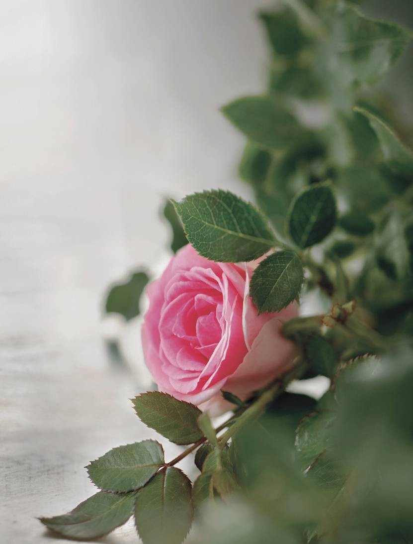 LA FLEUR DE ROSE